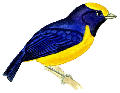 Historical image associated with Orange-bellied Euphonia