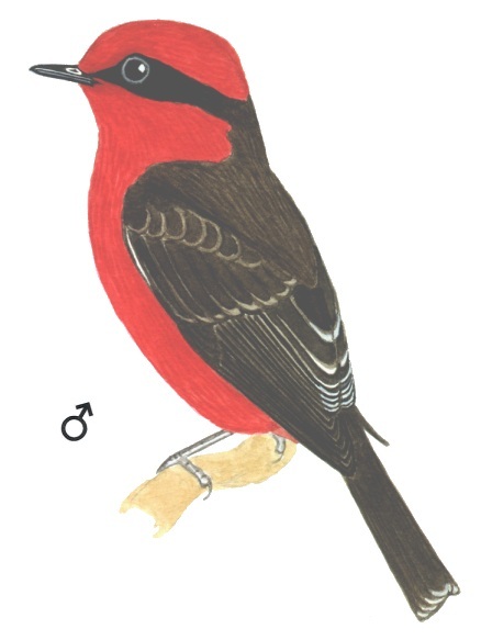 Historical image associated with Vermilion Flycatcher