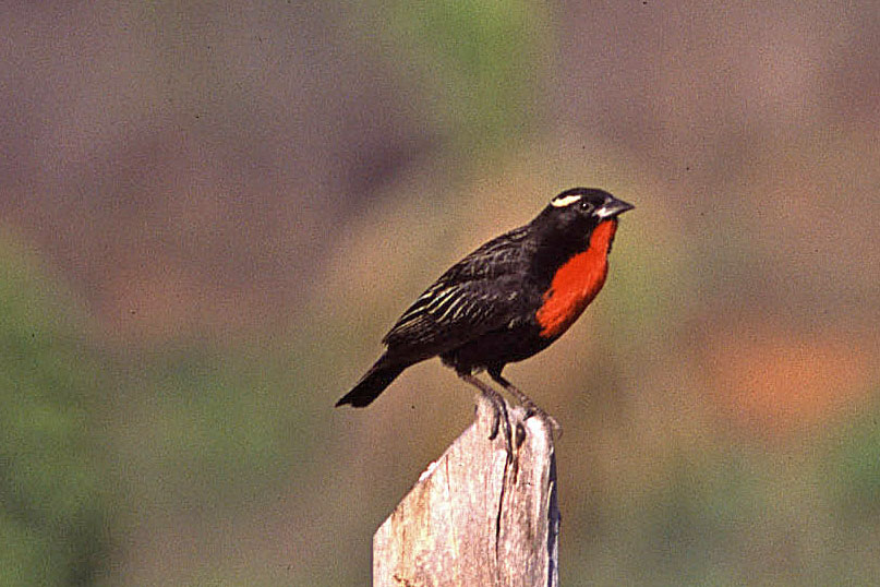 Historical image associated with White-browed Blackbird