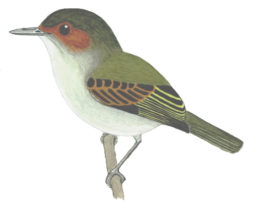 Historical image associated with Rusty-fronted Tody-Flycatcher