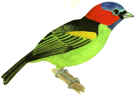 Historical image associated with Red-necked Tanager
