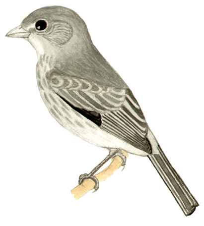 Historical image associated with Pileated Finch