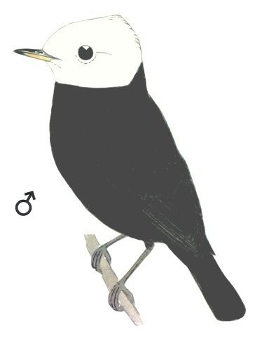 Historical image associated with White-headed Marsh-Tyrant
