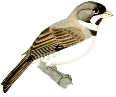 Historical image associated with Double-collared Seedeater