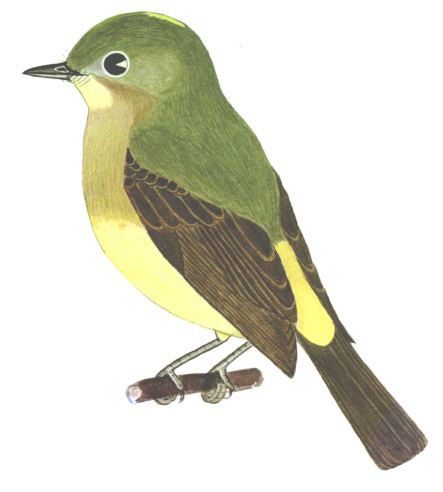 Historical image associated with Yellow-rumped Flycatcher