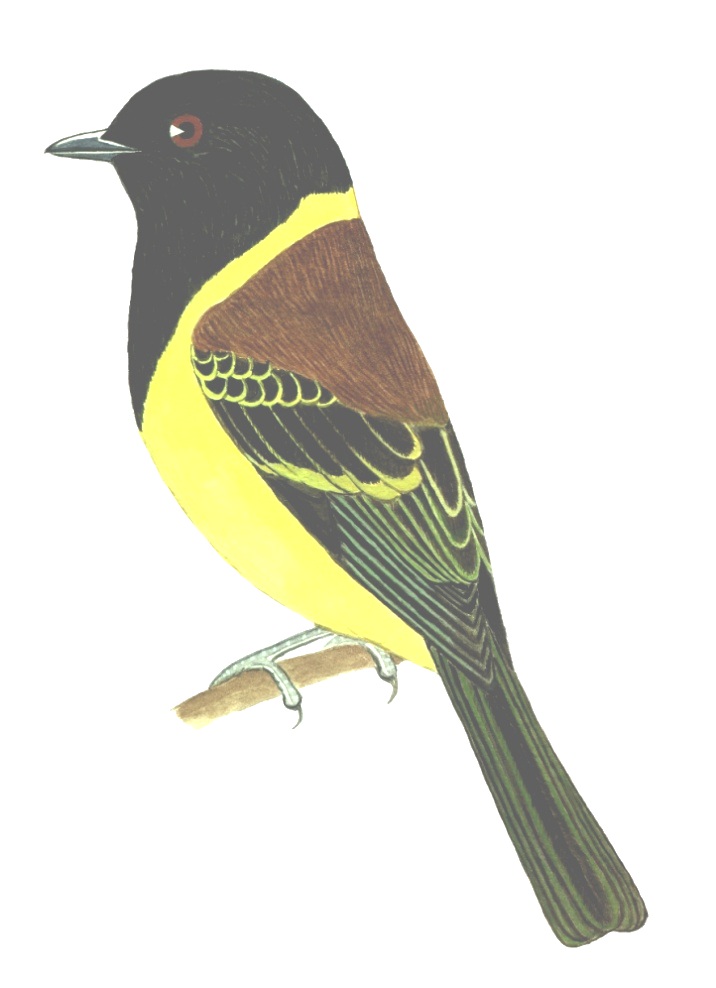 Historical image associated with Hooded Berryeater
