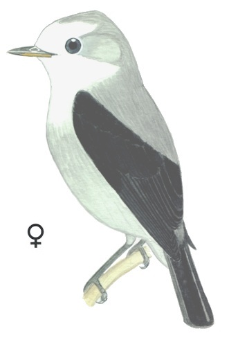 Historical image associated with White-headed Marsh-Tyrant