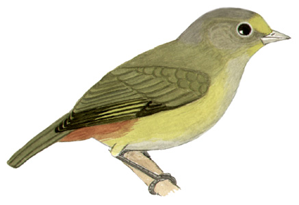 Historical image associated with Chestnut-bellied Euphonia