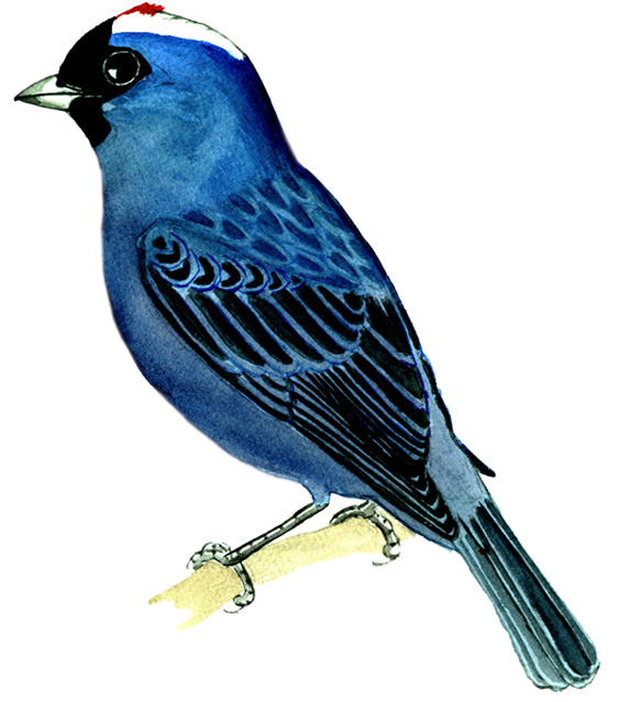Historical image associated with Diademed Tanager