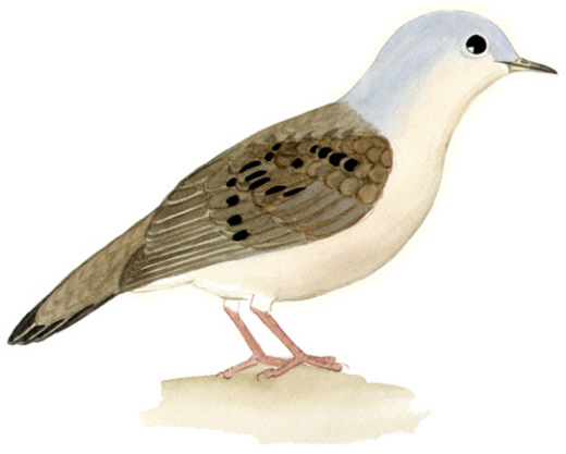 Historical image associated with Plain-breasted Ground-Dove