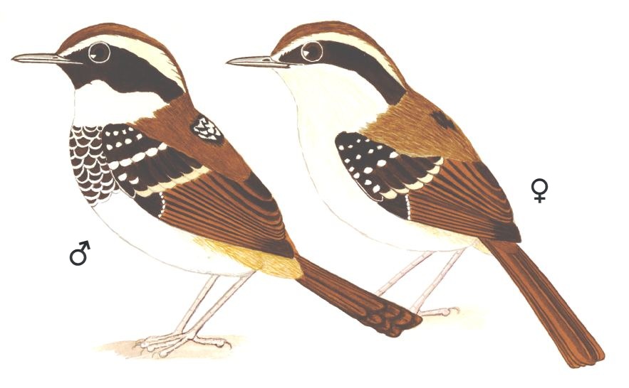Historical image associated with White-bibbed Antbird