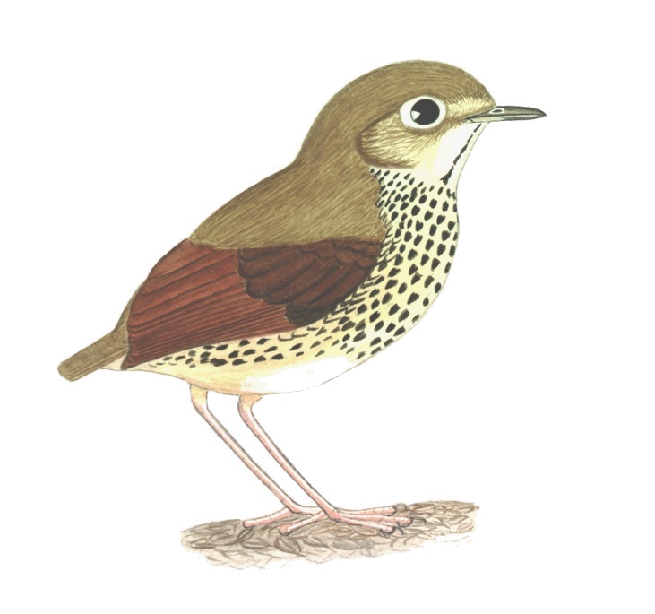 Historical image associated with Speckle-breasted Antpitta