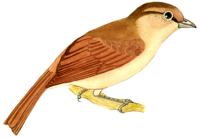 Historical image associated with Brown Tanager