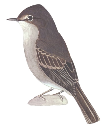 Historical image associated with Sooty Tyrannulet