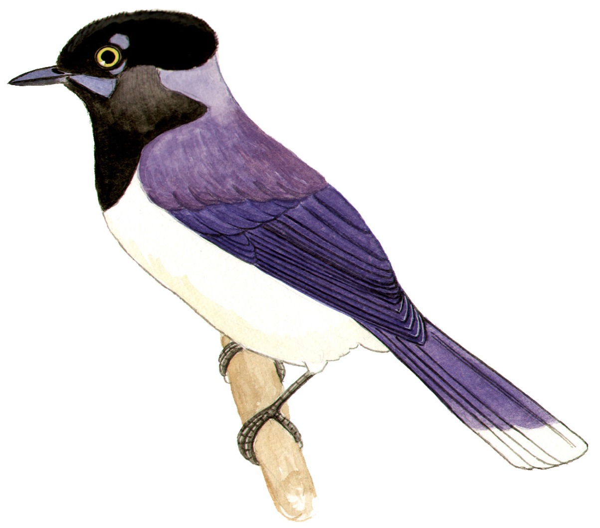 Historical image associated with Plush-crested Jay