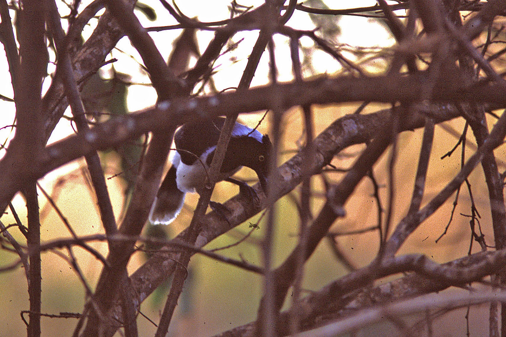 Historical image associated with White-naped Jay