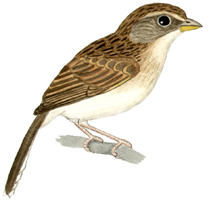 Historical image associated with Black-masked Finch