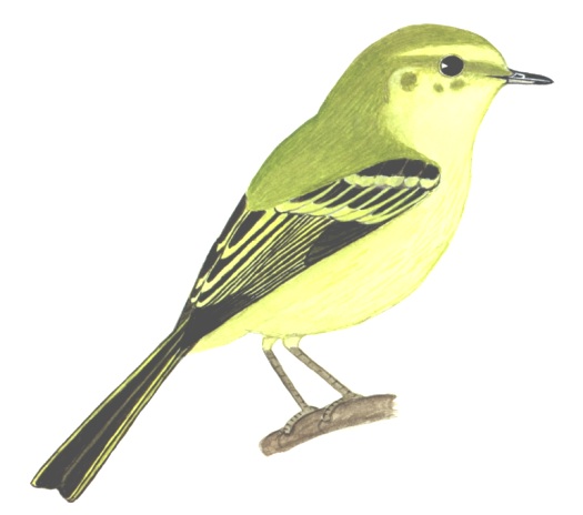 Historical image associated with Restinga Tyrannulet