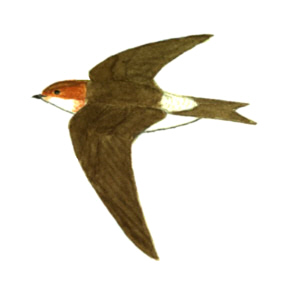 Historical image associated with Tawny-headed Swallow