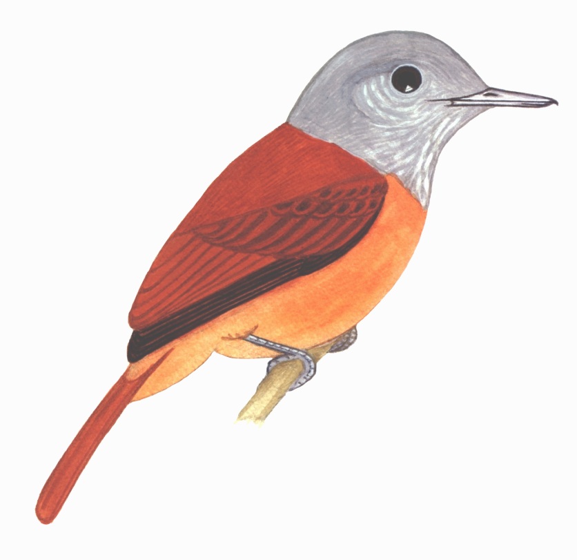 Historical image associated with Gray-hooded Attila