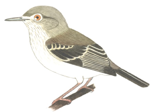 Historical image associated with Pearly-vented Tody-Tyrant