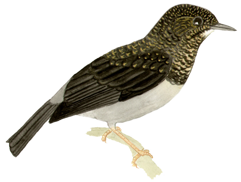 Historical image associated with Yellow-legged Thrush