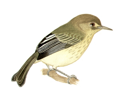 Historical image associated with Kaempfer's Tody-Tyrant