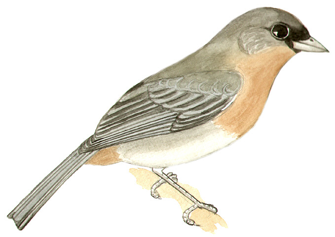 Historical image associated with Cinnamon Tanager