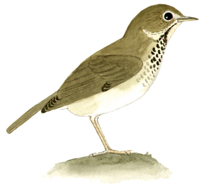 Historical image associated with Swainson's Thrush