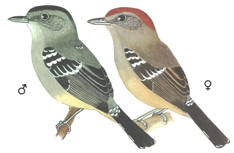 Historical image associated with Variable Antshrike