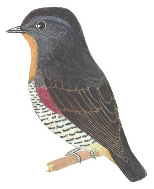 Historical image associated with Buff-throated Purpletuft