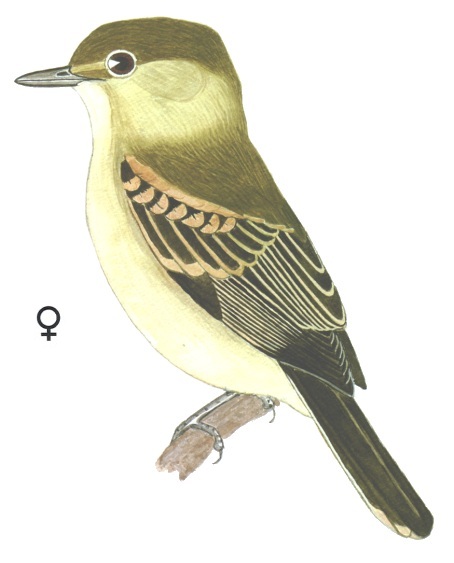 Historical image associated with White-winged Becard