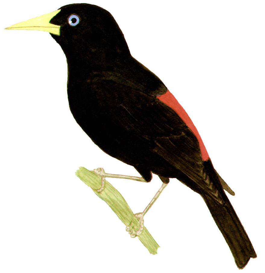 Historical image associated with Red-rumped Cacique