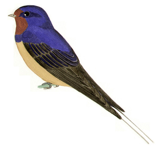 Historical image associated with Barn Swallow