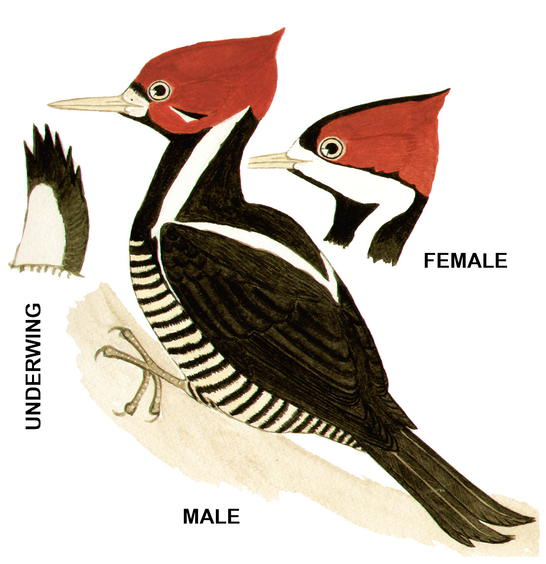 Historical image associated with Crimson-crested Woodpecker