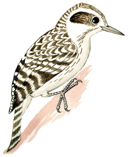 Historical image associated with Checkered Woodpecker