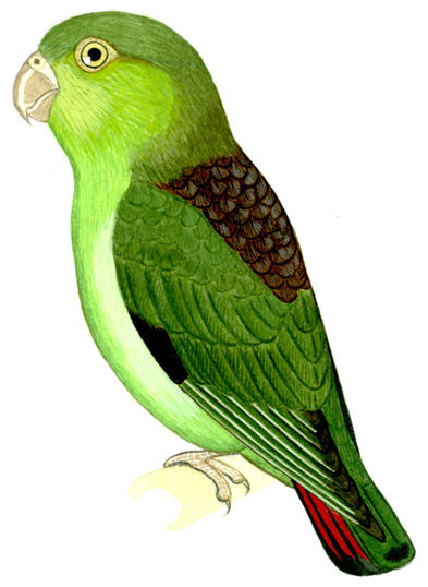 Historical image associated with Black-eared Parrotlet