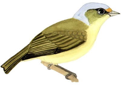 Historical image associated with Golden-rumped Euphonia