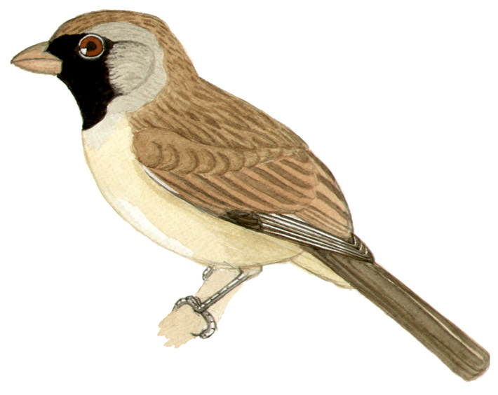 Historical image associated with Black-throated Saltator
