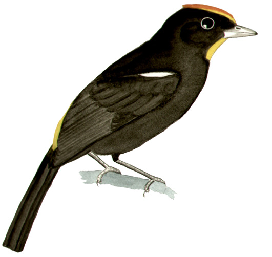 Historical image associated with Flame-crested Tanager