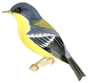 Historical image associated with Tropical Parula