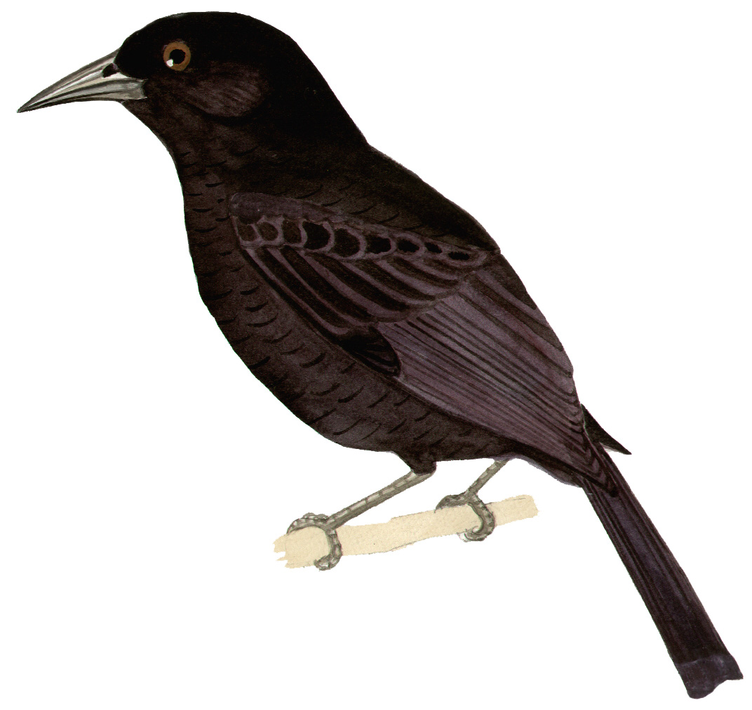 Historical image associated with Giant Cowbird