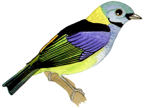 Historical image associated with Green-headed Tanager