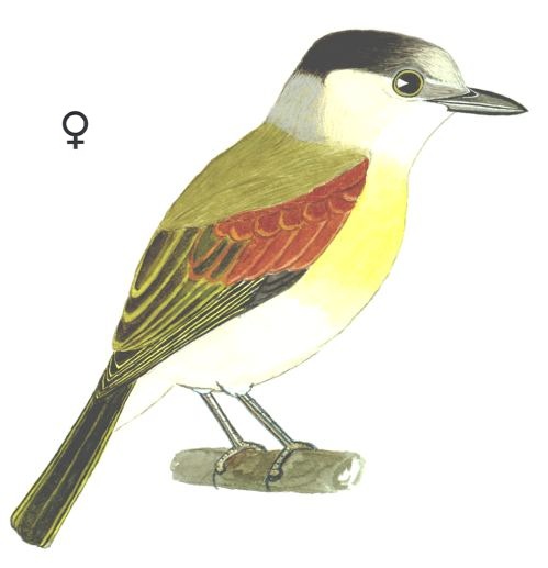 Historical image associated with Green-backed Becard