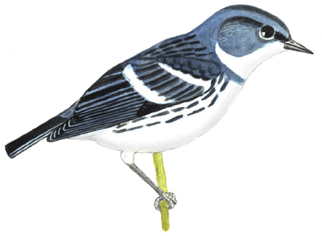 Historical image associated with Cerulean Warbler
