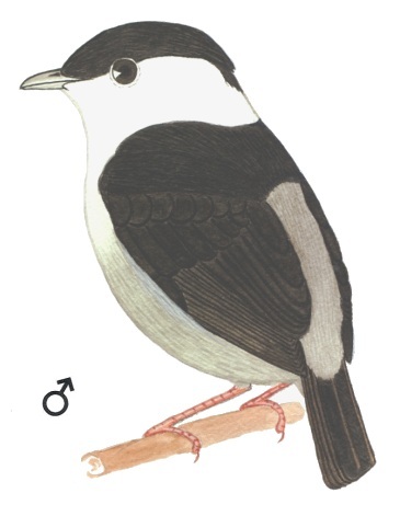 Historical image associated with White-bearded Manakin