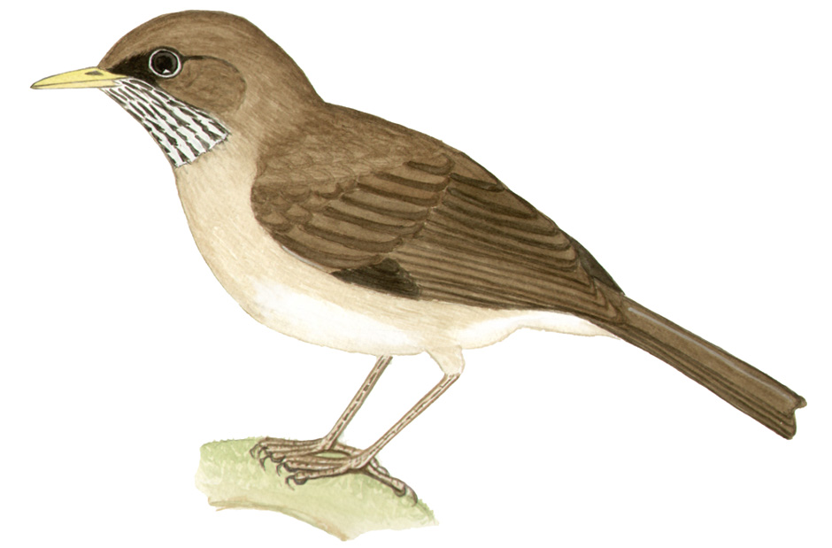 Historical image associated with Creamy-bellied Thrush