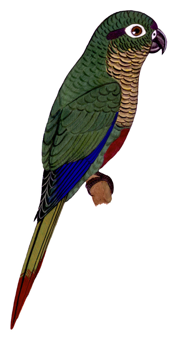 Historical image associated with Reddish-bellied Parakeet
