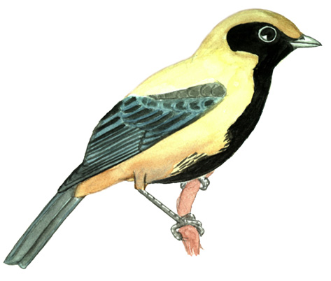 Historical image associated with Burnished-buff Tanager