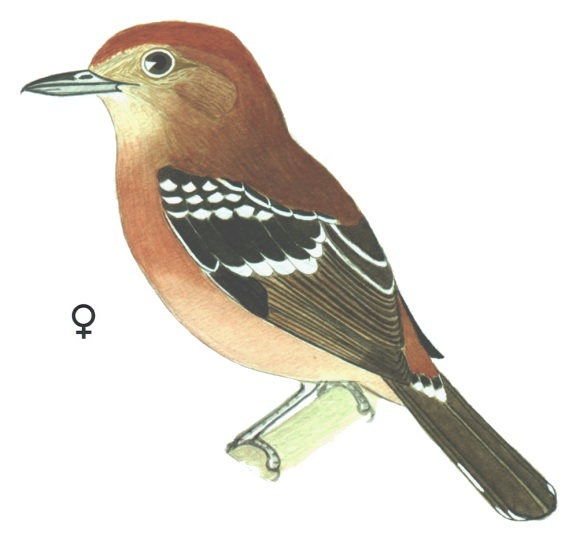 Historical image associated with Planalto Slaty-Antshrike